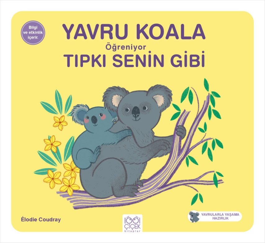 Yavru Koala Öğreniyor Tıpkı Senin Gibi 