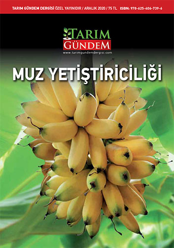 Muz Yetiştiriciliği